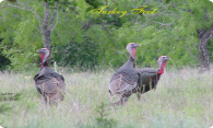 Turkey Foot Lake logo