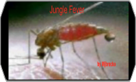 Jungle Fever logo