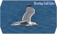 Herring Gull Isles logo