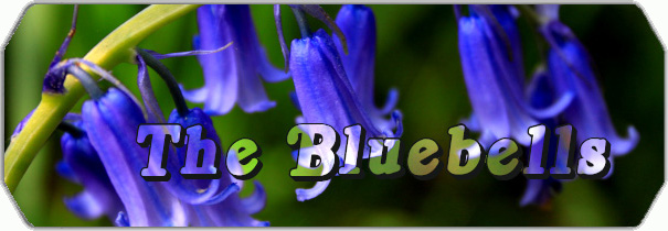 The Bluebells logo